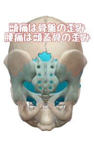 頭蓋骨と骨盤は同調してます　腰痛は頭蓋骨の歪み　頭痛は骨盤の歪みが原因