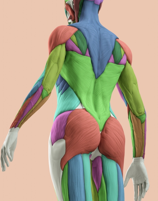 背中の筋肉